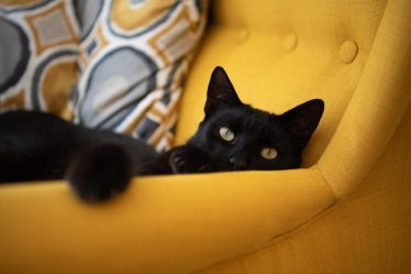Perché i gatti dormono sulle persone