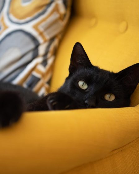 Perché i gatti dormono sulle persone