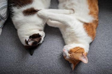 Perché i gatti dormono vicino al padrone