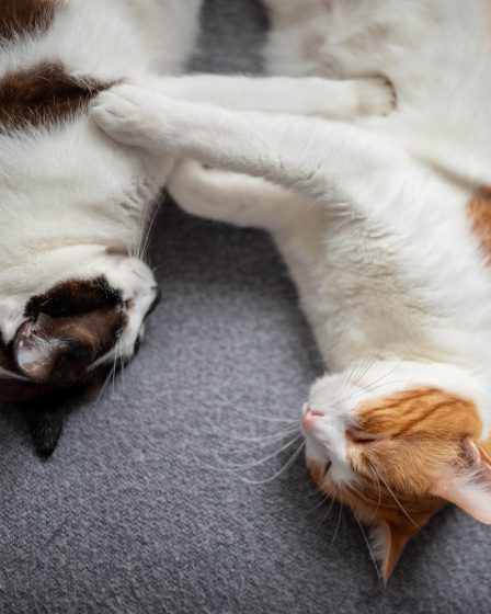 Perché i gatti dormono vicino al padrone