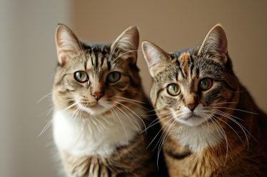 Perché i gatti fanno le fusa quando li accarezzi
