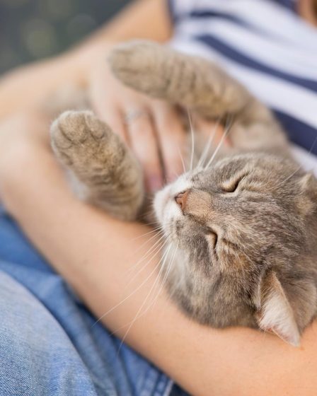 Perché i gatti hanno paura dei cetrioli