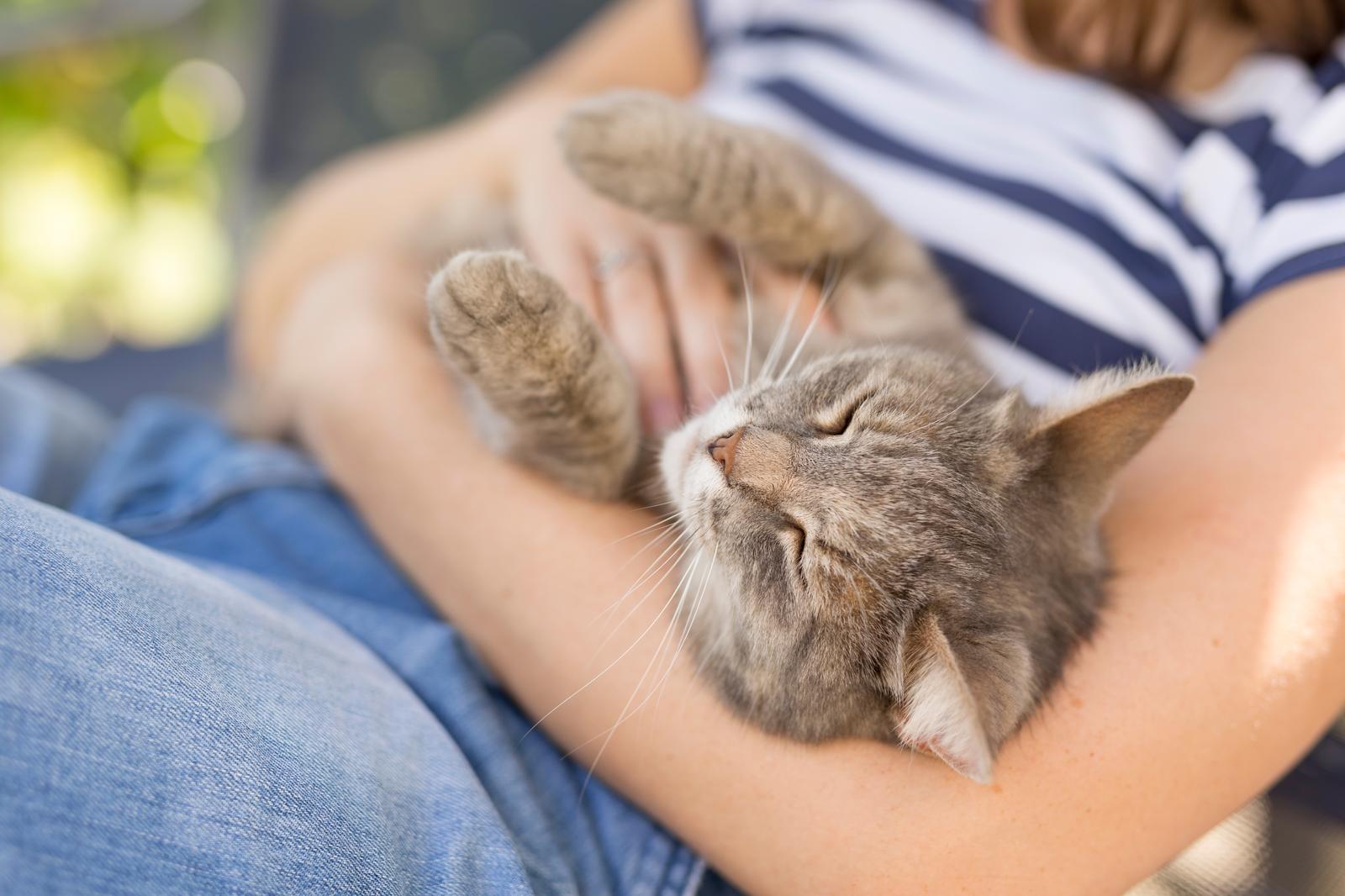 Perché i gatti hanno paura dei cetrioli