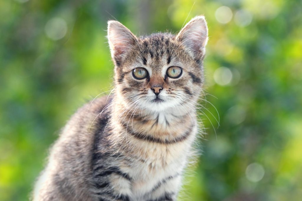 Perché i gatti mordono