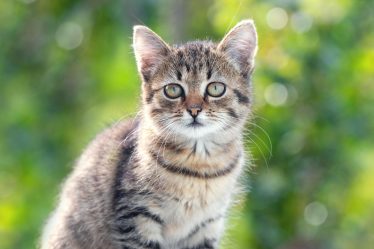Perché i gatti mordono