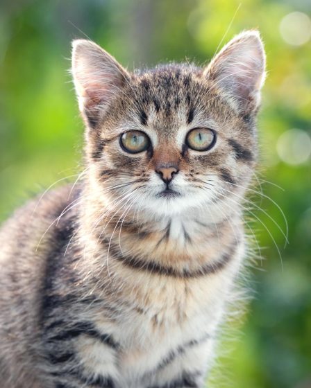 Perché i gatti mordono