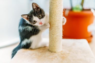 Perché i gatti mordono i piedi