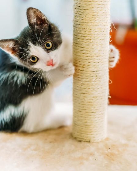 Perché i gatti mordono i piedi
