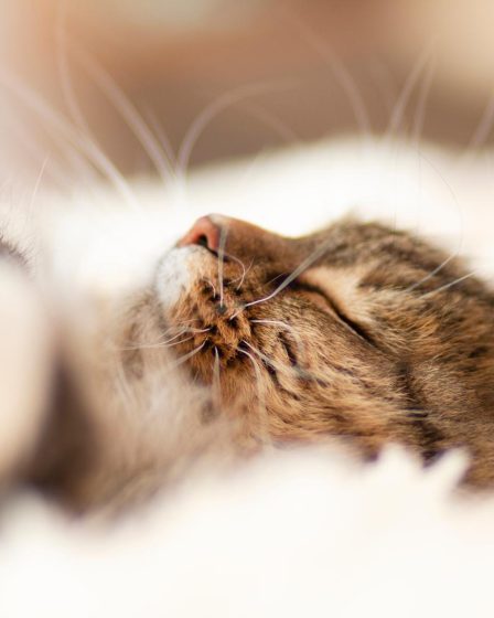 Perché i gatti mordono quando li accarezzi