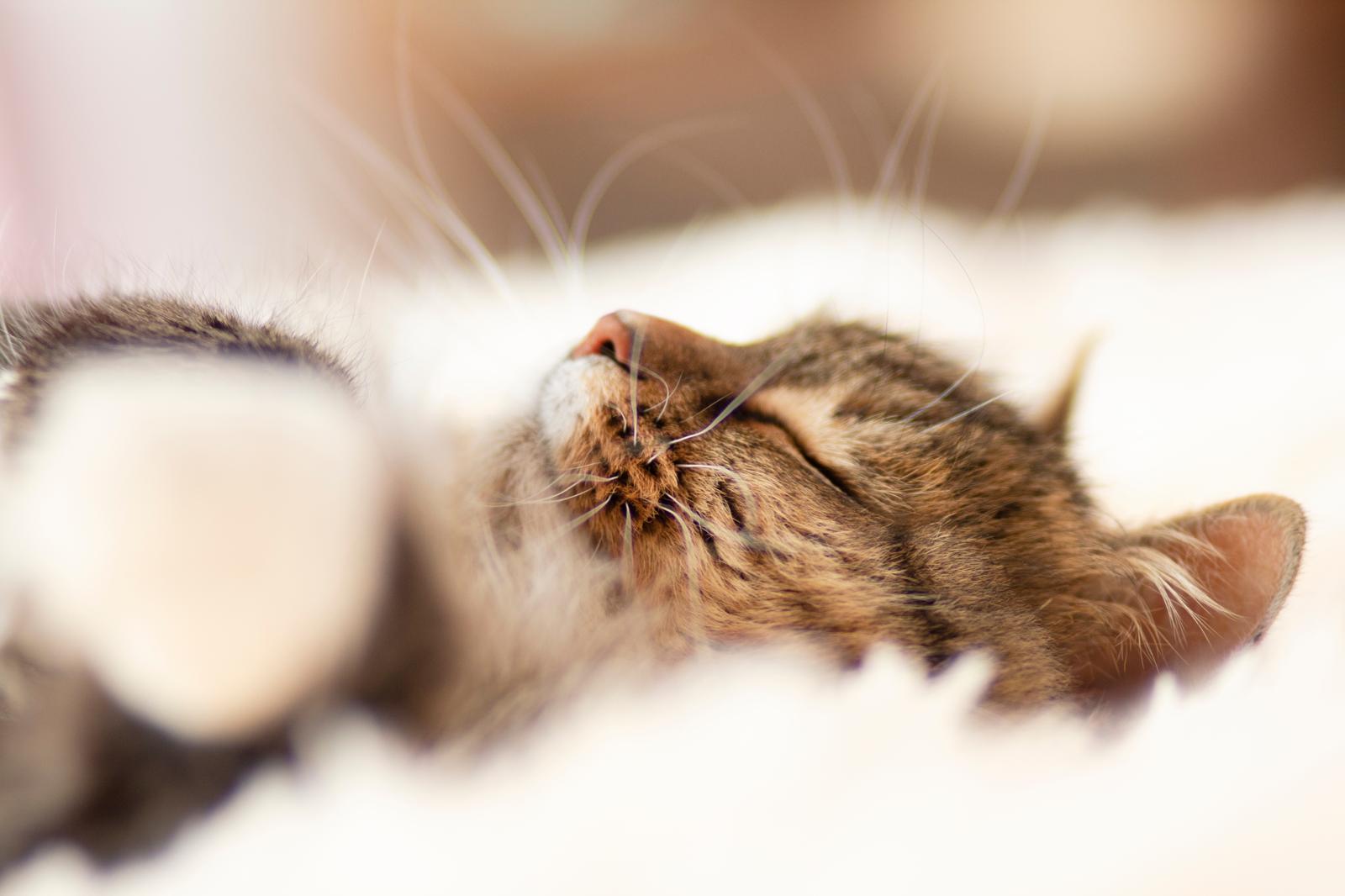 Perché i gatti mordono quando li accarezzi