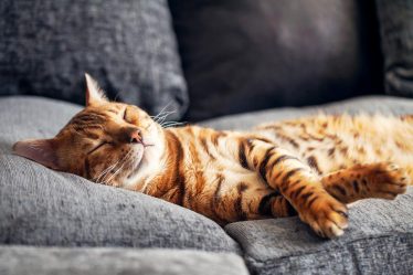 Perché i gatti si leccano