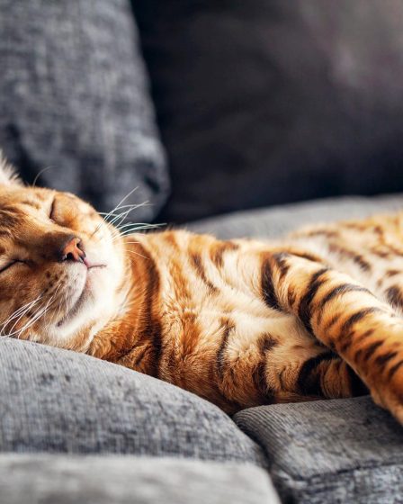 Perché i gatti si leccano