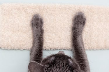 Perché i gatti ti leccano