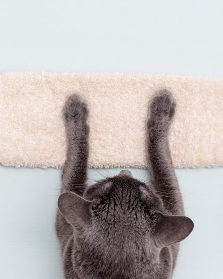 Perché i gatti ti leccano
