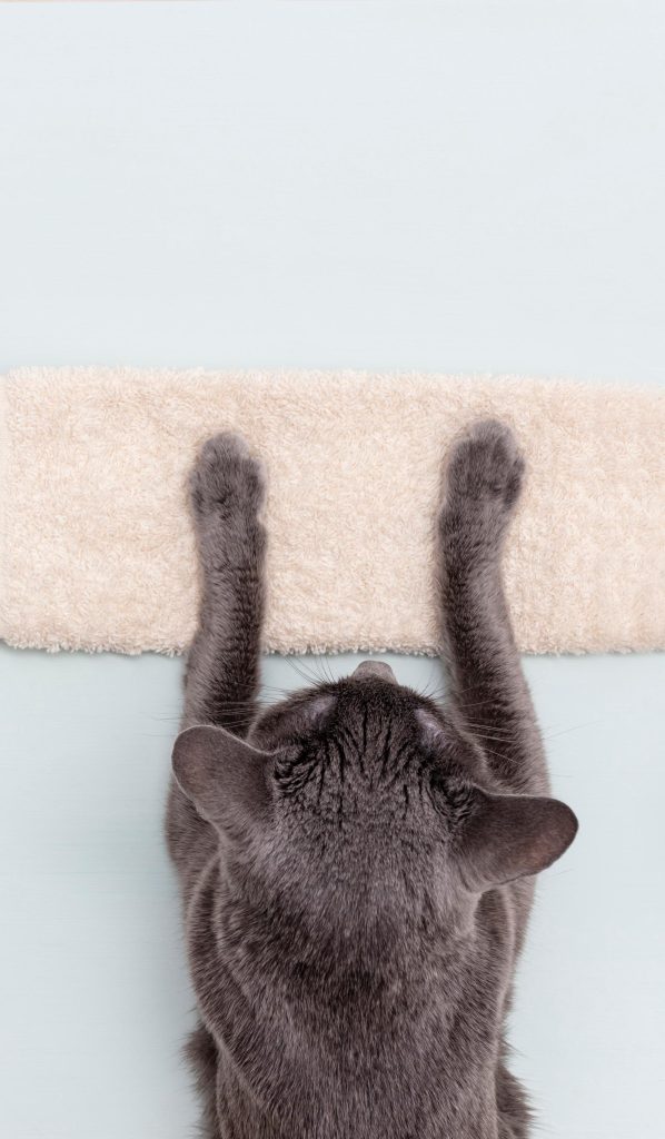 Perché i gatti ti leccano