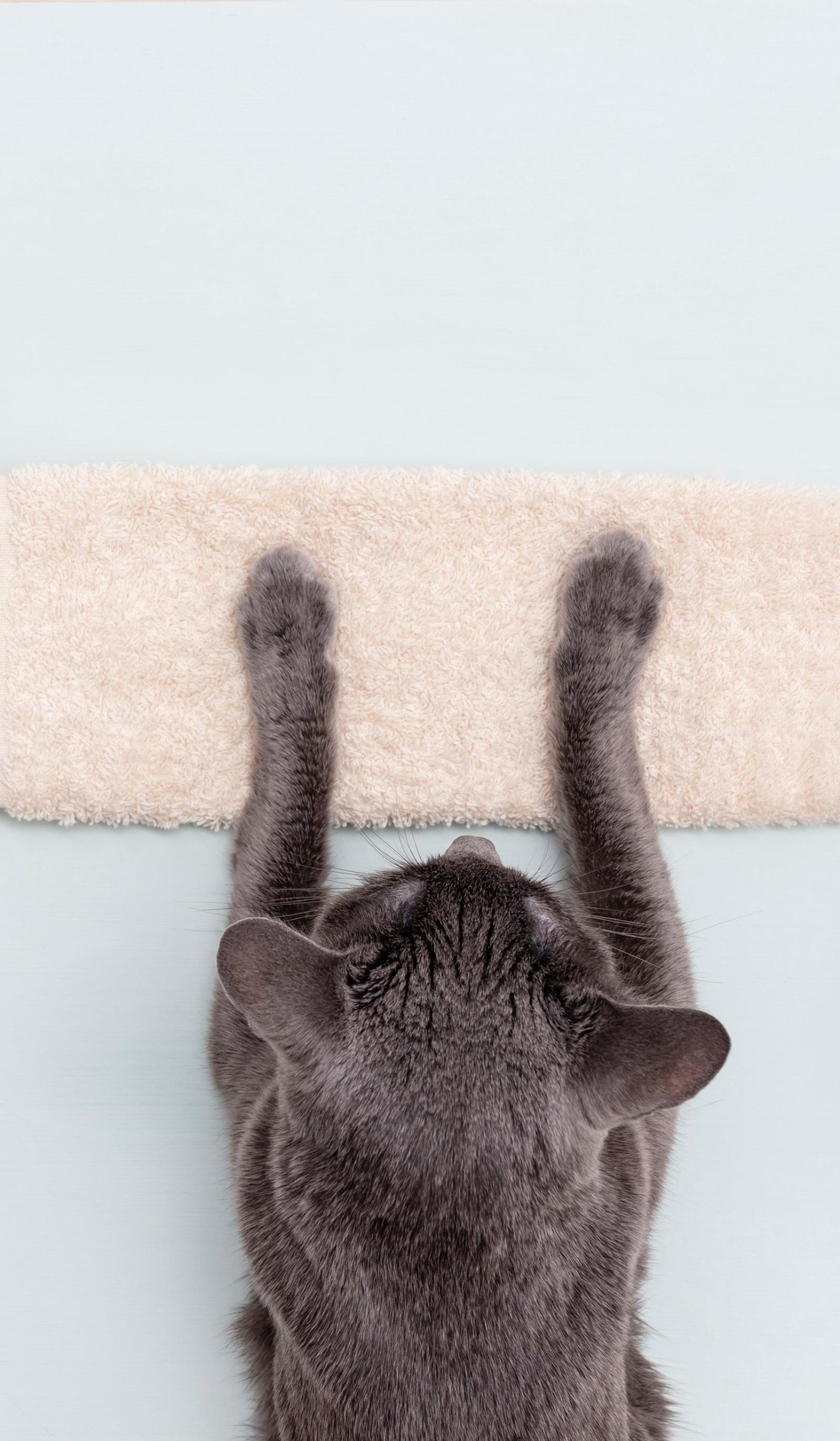 Perché i gatti ti leccano