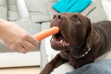 Perché il cane lecca i piedi