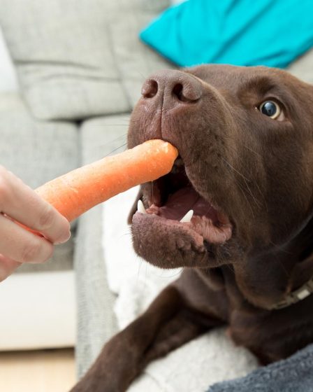 Perché il cane lecca i piedi