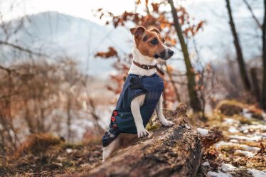 Perché il cane mangia l'erba