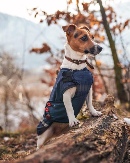 Perché il cane mangia l'erba