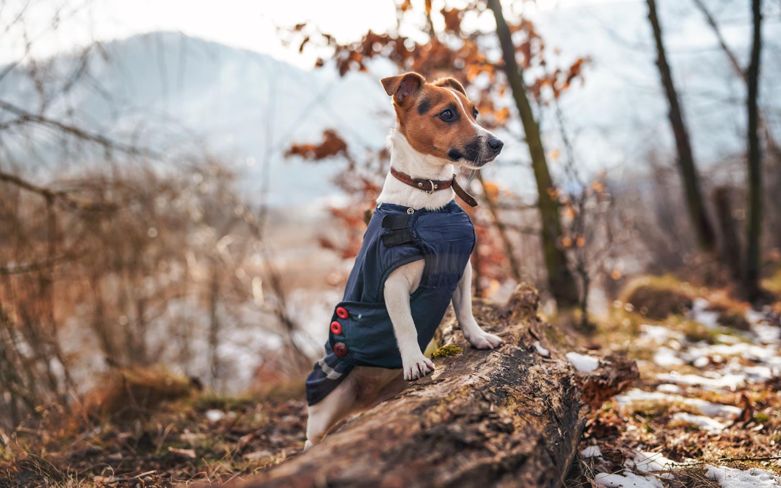 Perché il cane mangia l'erba