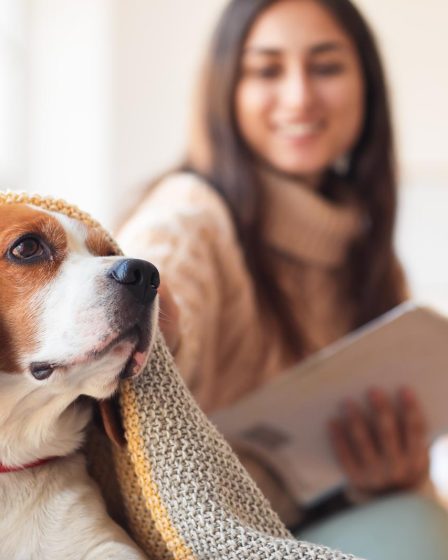 Perché il cane sbadiglia