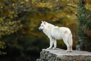 Perché il cane si lecca sempre le zampe