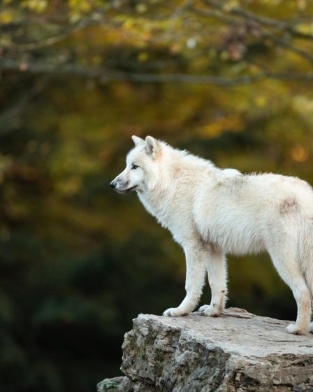 Perché il cane si lecca sempre le zampe