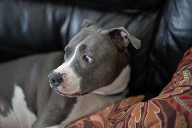Perché il cane si mette in mezzo quando ci abbracciamo