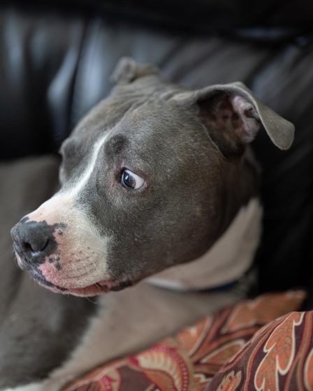 Perché il cane si mette in mezzo quando ci abbracciamo