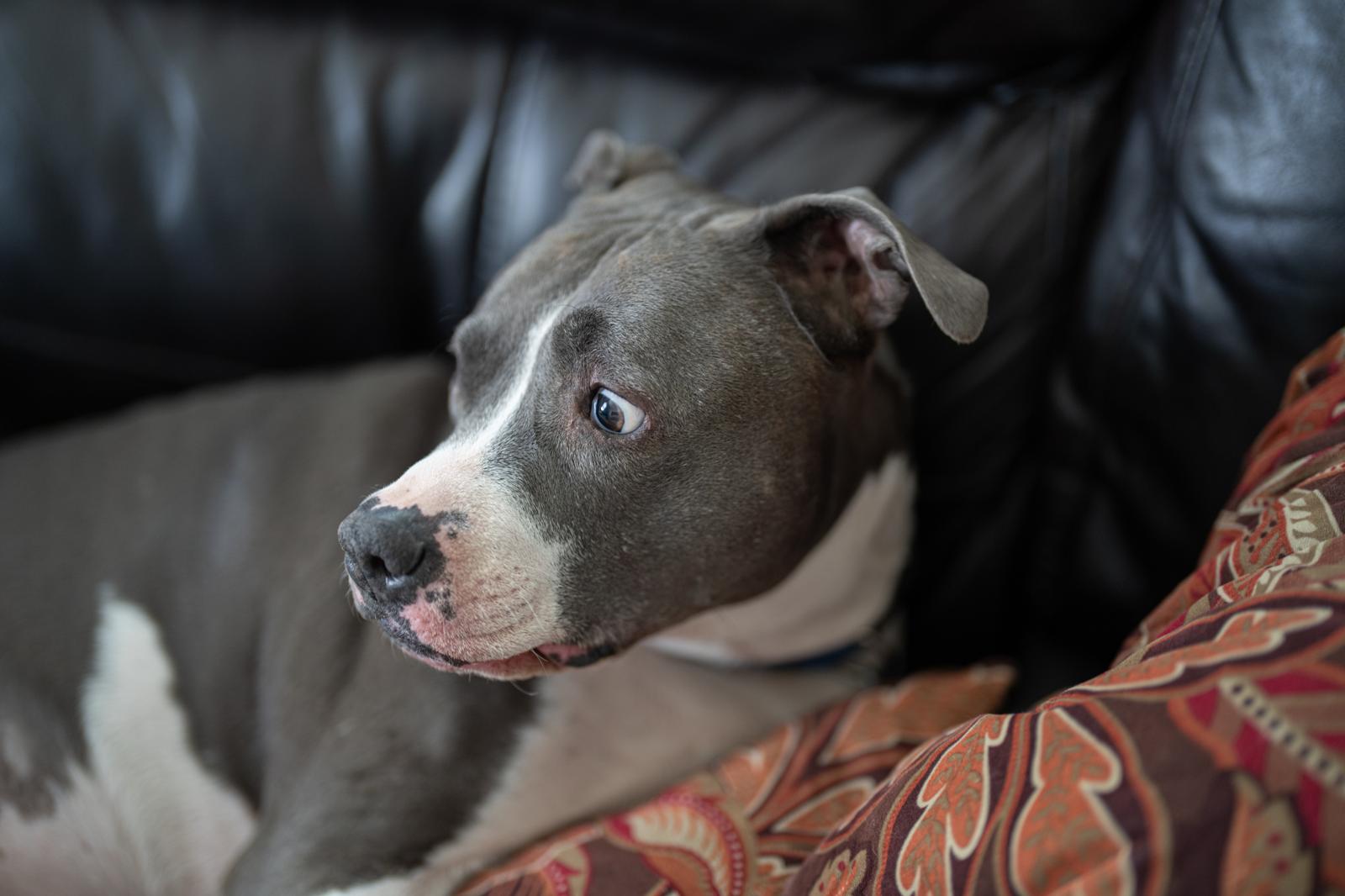 Perché il cane si mette in mezzo quando ci abbracciamo