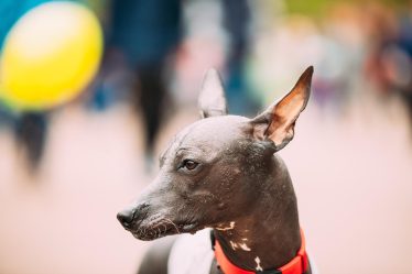 Perché il cane si morde la coda