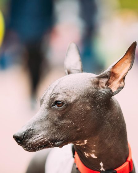 Perché il cane si morde la coda