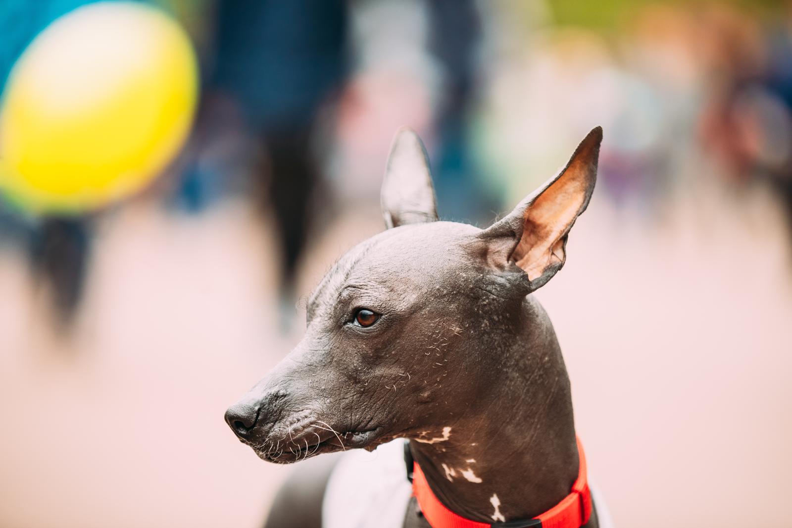 Perché il cane si morde la coda