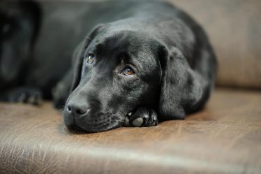Perché il cane si strofina sul divano