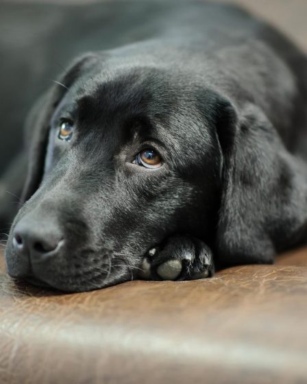 Perché il cane si strofina sul divano