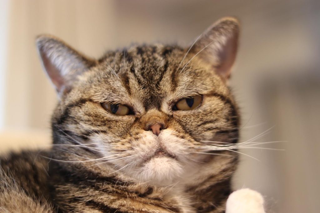 Perché il gatto fa la pasta su di me