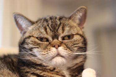 Perché il gatto fa la pasta su di me