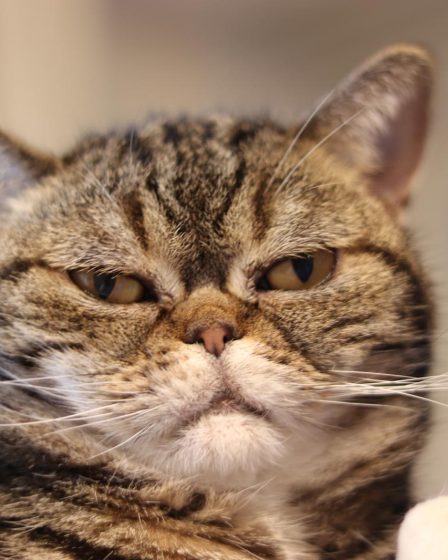 Perché il gatto fa la pasta su di me