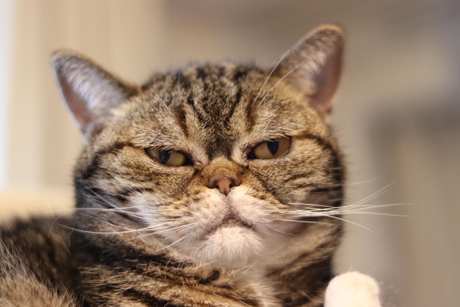 Perché il gatto fa la pasta su di me