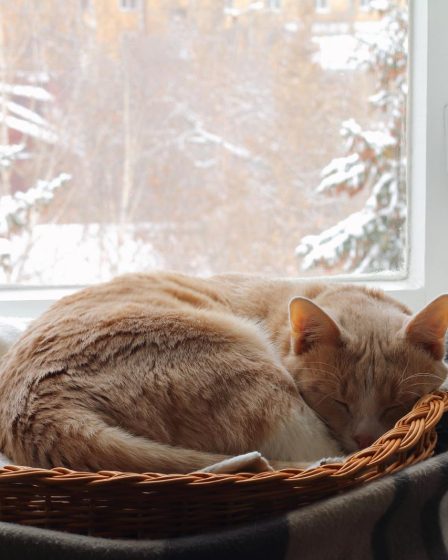 Perché il gatto graffia il padrone