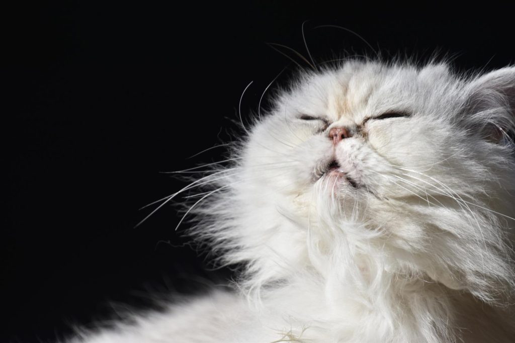 Perché il gatto impasta e fa le fusa
