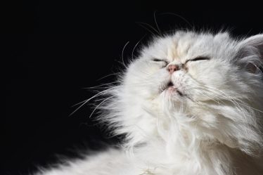 Perché il gatto impasta e fa le fusa