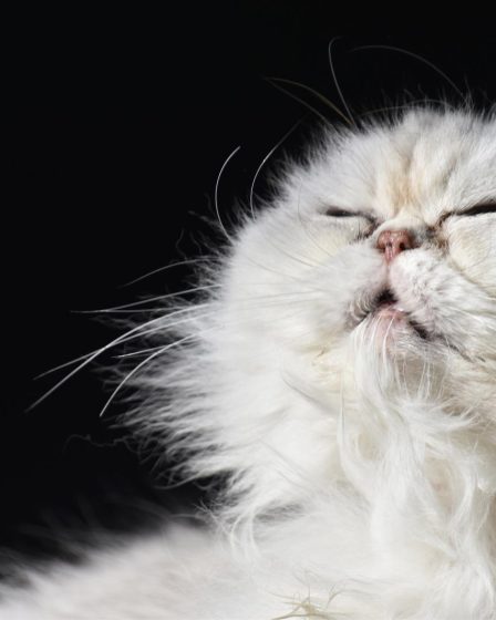 Perché il gatto impasta e fa le fusa