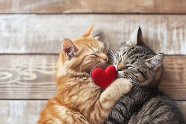 Perché il gatto mangia l'erba