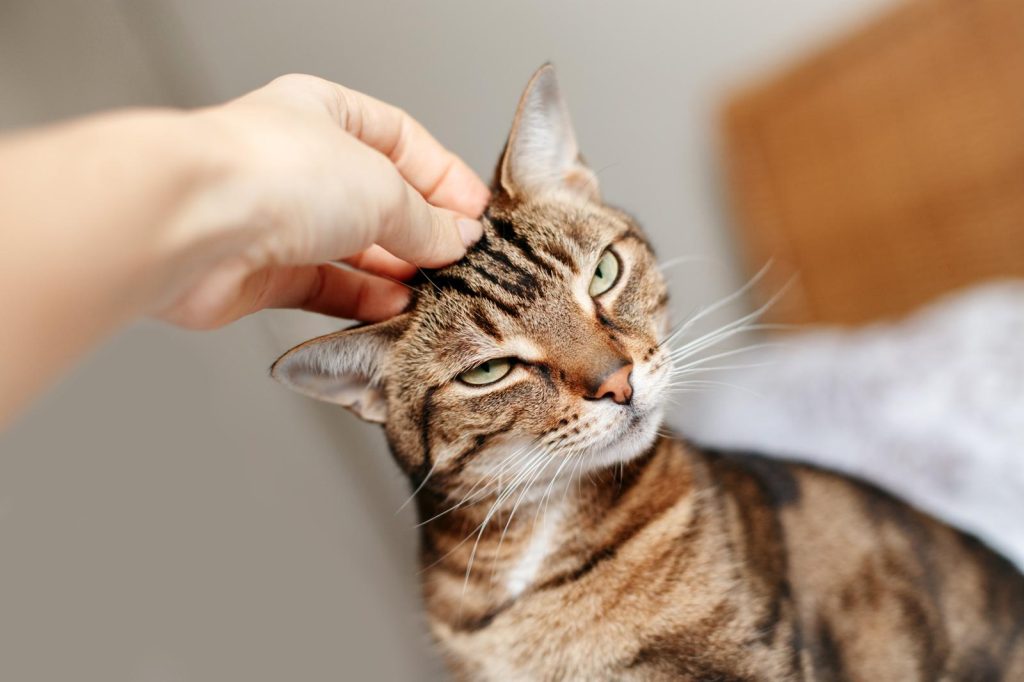Perché il gatto miagola forte