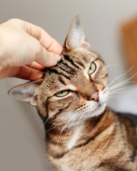 Perché il gatto miagola forte