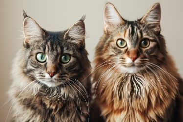 Perché il gatto miagola forte di notte