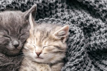 Perché il gatto morde le gambe
