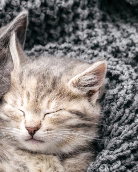 Perché il gatto morde le gambe